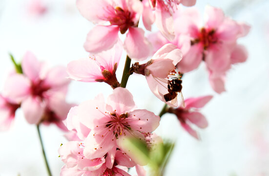 蜜蜂在桃花间采蜜