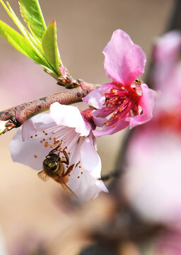 蜜蜂在桃花间采蜜