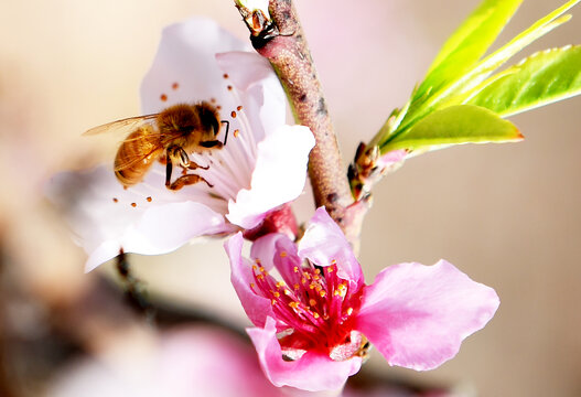 蜜蜂在桃花间采蜜