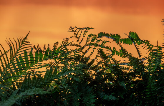 蕨类绿植背景