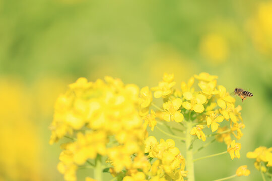 小蜜蜂采蜜和油菜花