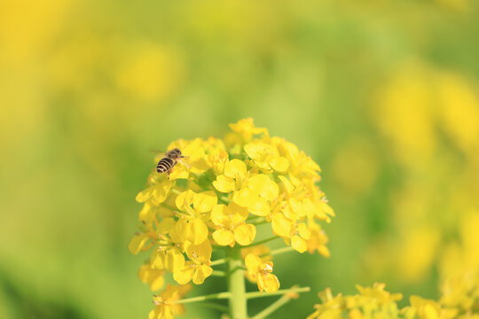 春天的油菜花