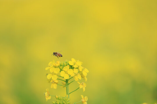 小蜜蜂飞过油菜花