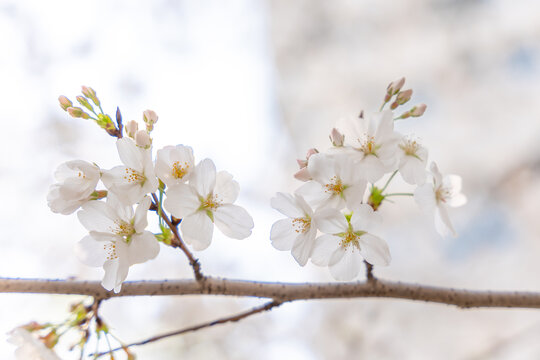 樱花