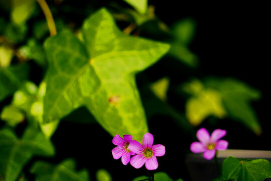 暗背景小花酢浆草