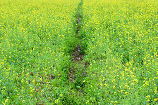 油菜花