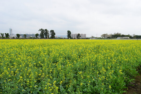 油菜花