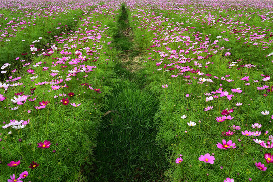 格桑花