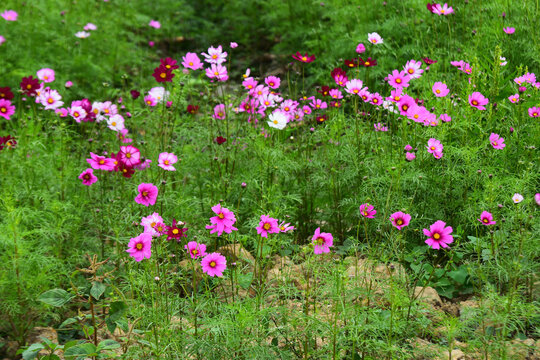 格桑花