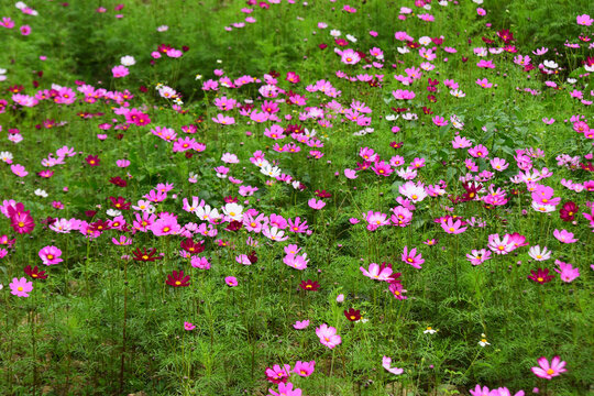 格桑花