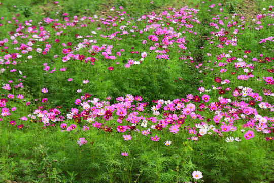 格桑花