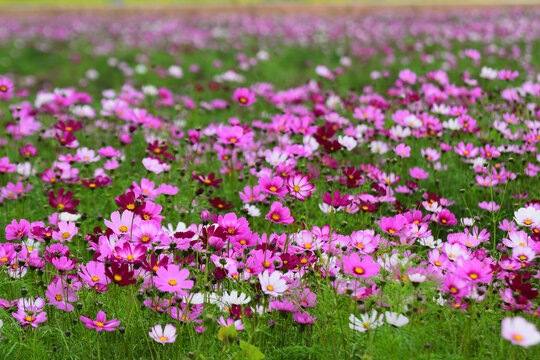 格桑花