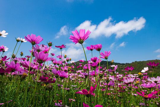 红色波斯菊花朵盛开春天风景