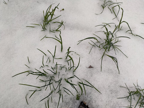 雪地野草