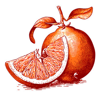 橘子素描版畫矢量素材