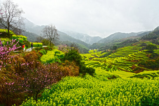 篁岭油菜田