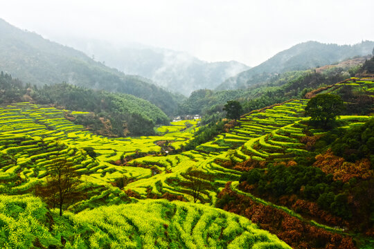 篁岭山景