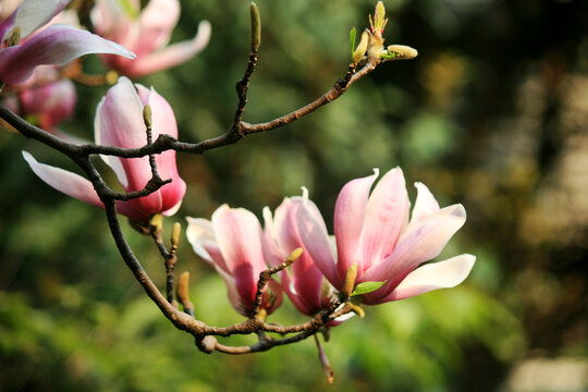 玉兰花枝