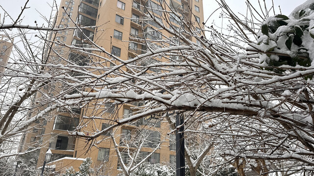 树枝雪景