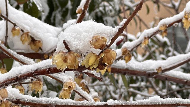 花树上的积雪