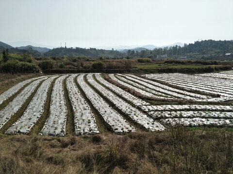 田间大棚