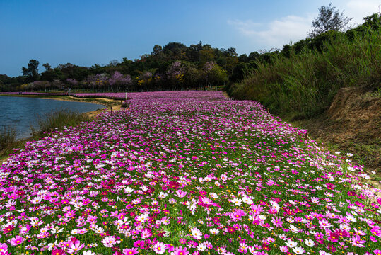 广州黄山鲁森林公园秋英花海风景