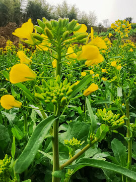 春意金黄的菜花菜地