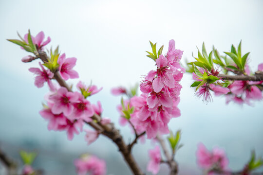 桃花