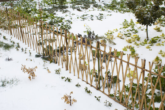 冬天雪景菜园