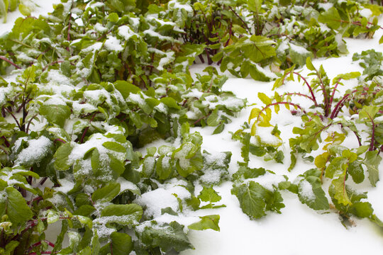 雪天白菜