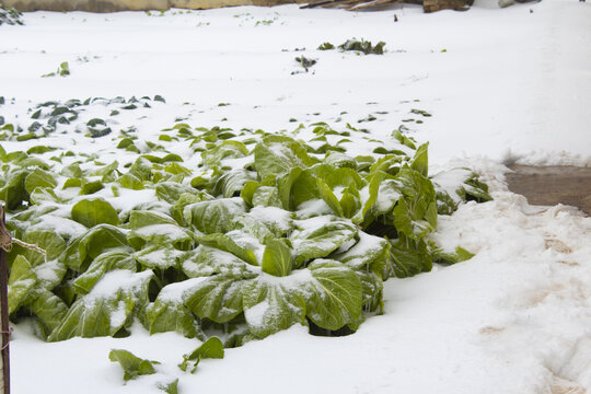 雪天白菜