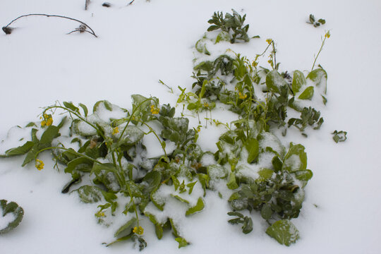 雪天白菜