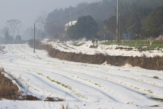 农田积雪