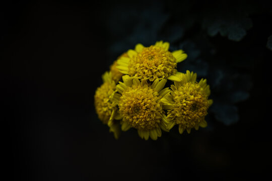 秋日菊花优雅花景无锡惠山菊展