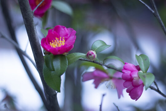 山茶花