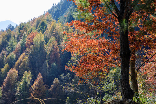 山林秋色