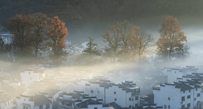 晨雾中的红枫林
