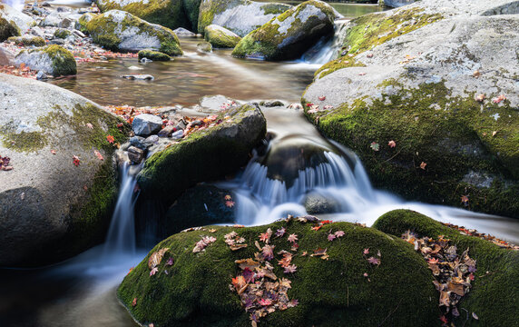 红叶青苔流水