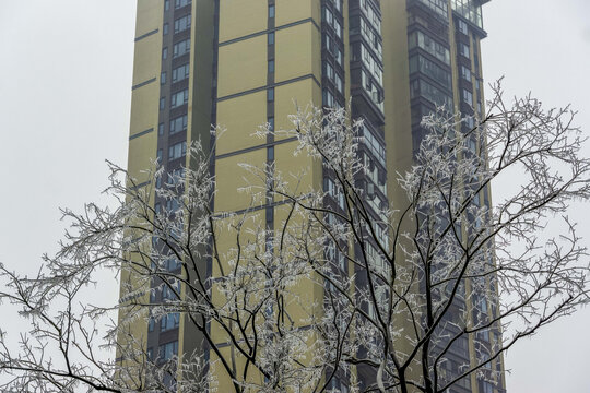 长沙的冻雨冰树