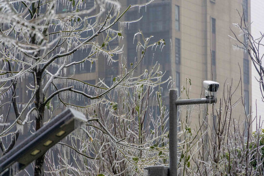 长沙的冻雨冰树