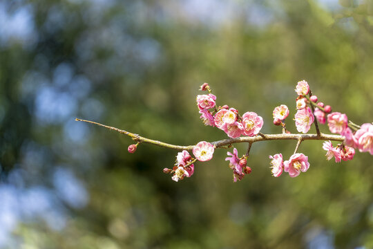 长沙桃花岭的梅花