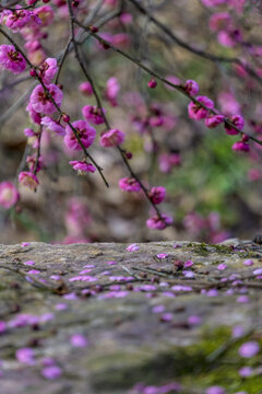 长沙桃花岭的梅花