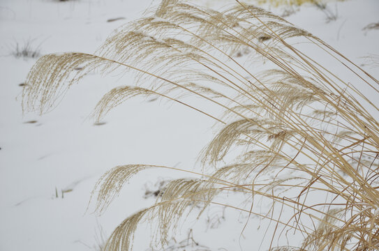 雪中芦苇