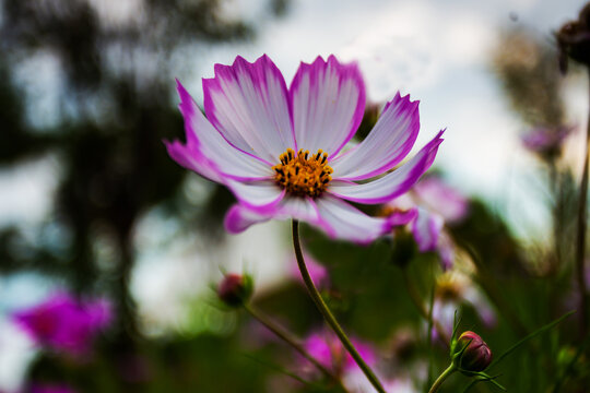 格桑花