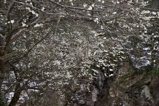 瘦硬山石与在冻雨中盛开的绿萼梅
