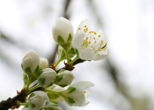 李子花