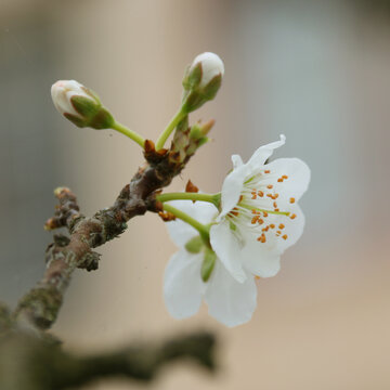 李子花