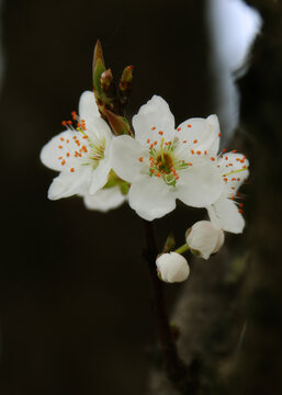 李子花