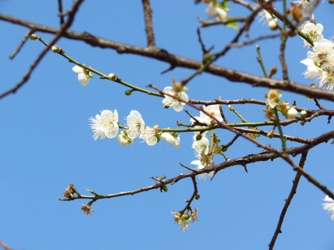 白梅花