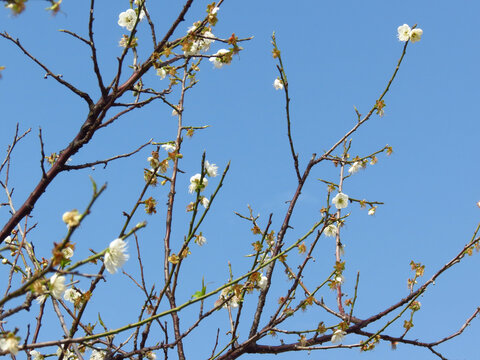 白梅花